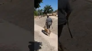 K9 Nala obedience session.