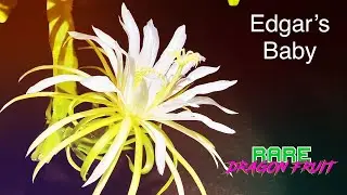 'Edgar's Baby' Dragon fruit TASTE and REVIEW / A Seedling from the Asunta series / Guess the BRIX
