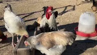 Pulat e sivjetit mashAllah