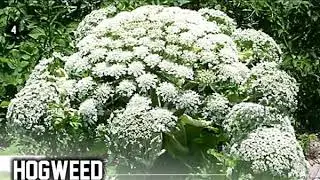 Plants That Can Kill You ..... (WOW)