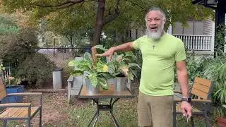 Why My Ring of Fire Philodendrons Nearly Failed (and How They Finally Thrived) #plants #plantdaddy