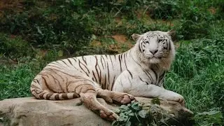 Africa Jungle Life | Wild Animals Documentary in Hindi & English | African Wildlife 4K Nature Video