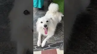 Akathum idanada purathum idanda 🤣 #shorts #dogcomedy #dogshorts