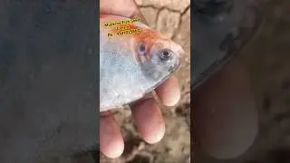 Roopchand Fish Seeds | Fish Seed | Pomfret Fish Farming | Fish Seed Supplier |
