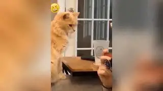Funniest Pets & Animals #shorts #pets #animals #cat #dog