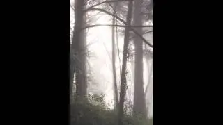 Window into the foggy wood