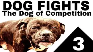 Pitbull Fight Dog - The Competition Dog - Audio Book Part 3 #dogfighting #apbt #gamedogs