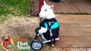 Daredevil Goat Refuses to Believe He&rsquo;s Handicapped