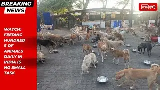 WATCH Feeding Hundreds of Animals Daily in India is No Small Task