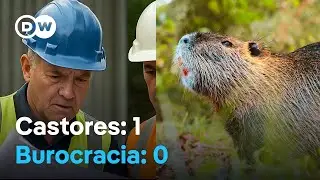 República Checa: Una presa gratis (gracias a los castores)