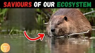 Beaver: Cool Beaver Facts | mini documentry