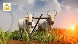 பொங்கல் நல்வாழ்த்துக்கள் @kstalks | Happy Pongal #pongal #happy #tamilnadu #maatupongal #jallikattu