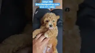 Best Puppy Love Video! Toy Poodle for sale. Subscribe Now #puppy #poodle
