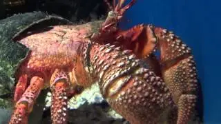 Giant Hermit Crab - Petrochirus diogenes
