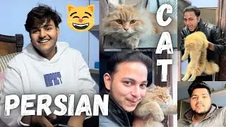 A PERSIAN CAT 😸 IN THE HOUSE 🏠😁