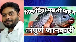 tilapia farming ki kuch jankari apke liye#fishfarming #chhattisgarh