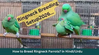 How to breed Ringneck parrot | Ringneck Parrot Breeding Video