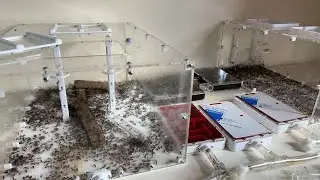 Ants Hood is doing ant stuff