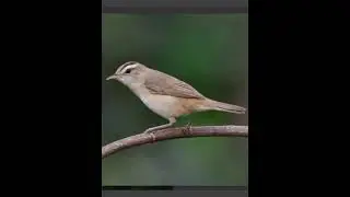 Suara burung kerak basi 