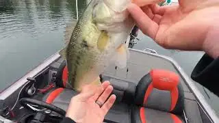Damiki Rig and swim baits for stubborn Lake James bass.