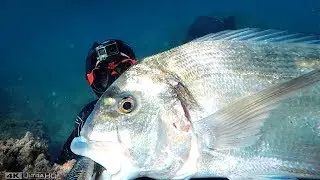 Chasse sous marine - Dorade Monstrueuse dans 2m de Profondeur