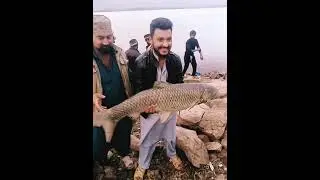 New updates grass game shuro rawal dam #viral #reels #mangladam #video #shortvideo