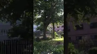 Tree care this afternoon at st Anne&rsquo;s church Aigburth Road Liverpool 17 by Fischerco Gardening Co