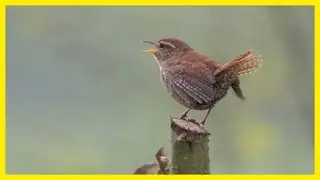 Relax with the Sweet Songs of the Eurasian Wren #birds #birdlovers #birdsounds #wildlife #birdsong
