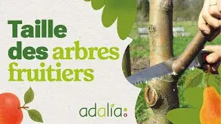 Comment tailler ses arbres fruitiers ? 🌳🍎