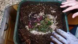 Worm Wednesday Feeding Vermihut Feeding 5/21/2025 #wormswithrick