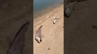 Екологична бомба: Рибата в язовир 