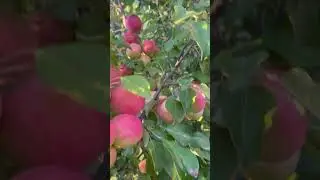 Apple ready to eat #apple #canada #farming #fruit