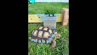 Bowser is a walking calendar #tortoise #sulcatatortoise #indigenous #13moons #moonphase #moon