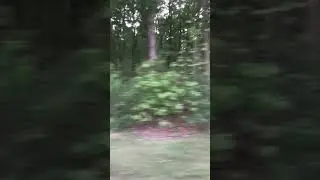 Forest of Uttar Pradesh 💓💗💖💝💞🙏