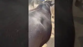 Beautiful Bufalo 2021 #Shorts | Janwar Official | Bufalo tiktok | Bufalo kids