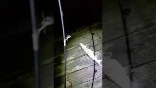 Hardhead catfish #fish
