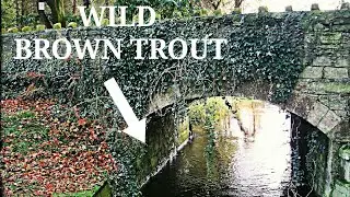Catching small wild brown trout from a church stream