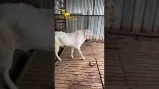 DR SHAIKH PATIRA GOAT FARM KI SHAN DULDUL 💥