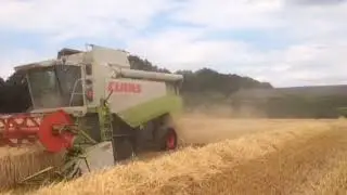 Triticale dreschen 2018