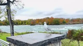 Wait till you see the sound of this waterfall😳#travel #niagarafalls#usa 