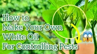 How to Make Horticultural Oil at Home Using Household Items | White Oil Making Tutorial