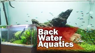 Back Water Aquatics Aquarium Store - My Visit
