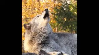 listen wolf sound very horrible