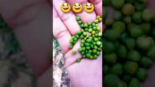 Fruit fun | Show Off Sajol #shorts