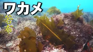 【 ワカメ 】波に揺れる天然ワカメ 　Undaria pinnatifida