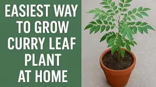Easiest Way to Grow Curry Leaf Plant at Home