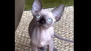 Jimmy Kibble #Live | Cute Kitten Compilation, Featuring #JimmyKibble