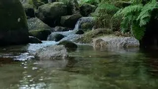 Gentle Forest Stream & Distant Birds | Relaxing Nature Sounds, No Music