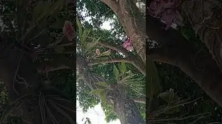 Cultivo de orqu&iacute;deas nas &aacute;rvores #orchid #flowers #oncidium #shorts