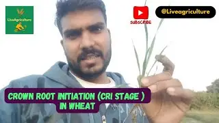 Crown Root Initiation(CRI) stage in Wheat #wheat #agronomy #agriculture #gehu #LiveAgriculture247